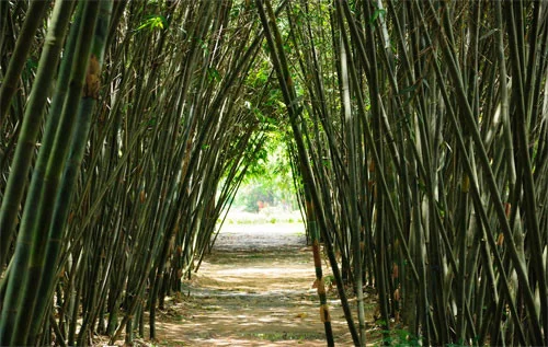 Vườn tre sinh thái Phú An