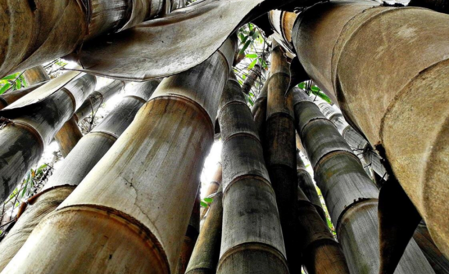 Bụi tre mai – Dendrocalamus Giganteus Bụi tre mai - Dendrocalamus Giganteus