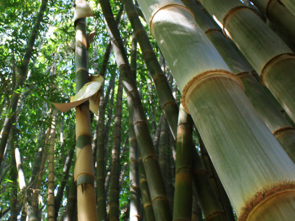 rừng tre mai – Dendrocalamus Giganteus rừng tre mai - Dendrocalamus Giganteus